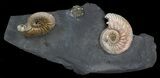 Iridescent Ammonite Fossils Mounted In Shale - x #38109-1